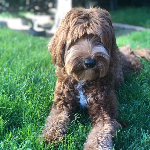 Meet your Posher, Linsey - Picture 1 of 1